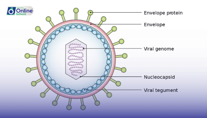 Lesson 07: Structure and Impact of Prions and Viroids